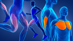 graphic of the human body in blue lines with pink and orange highlighting of the muscle types