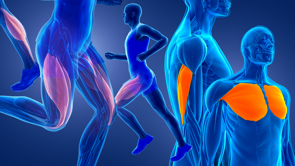 graphic of the human body in blue lines with pink and orange highlighting of the muscle types
