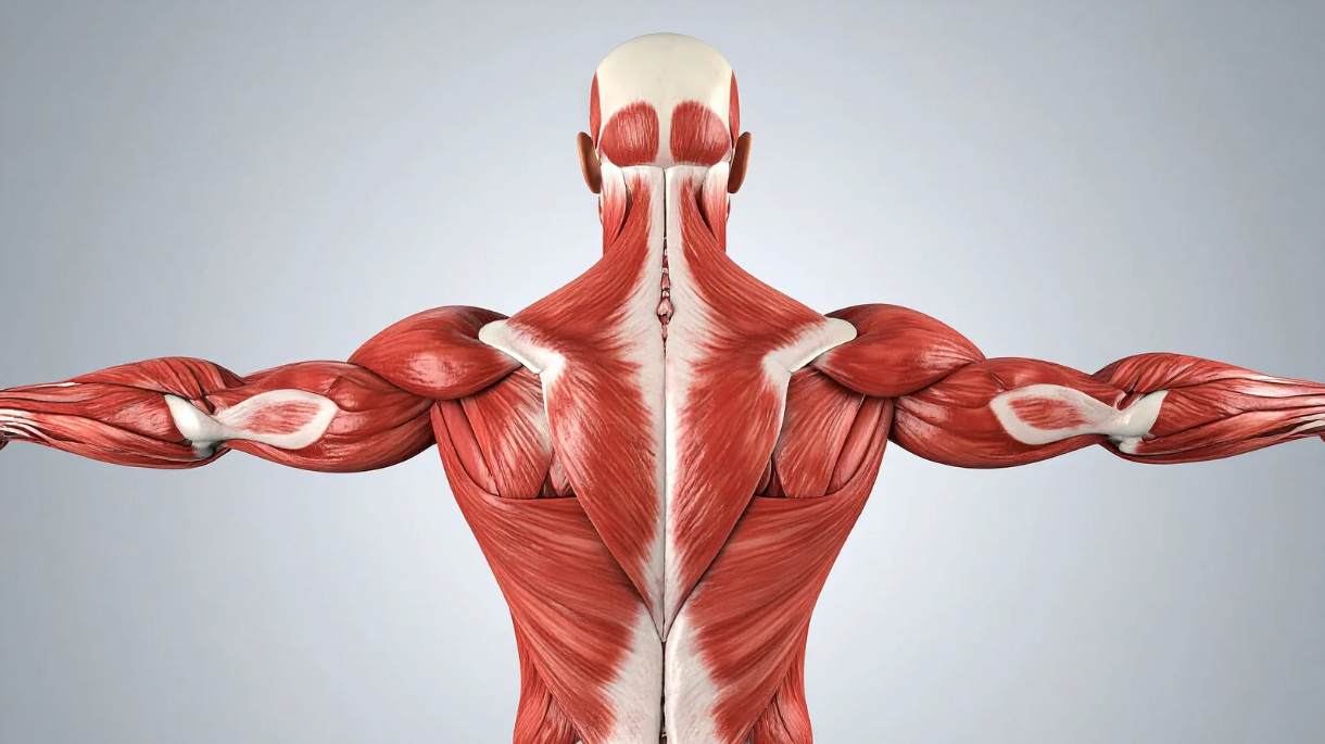 How To Do Rear Delt Fly Exercises: Master Form for Stronger Shoulders